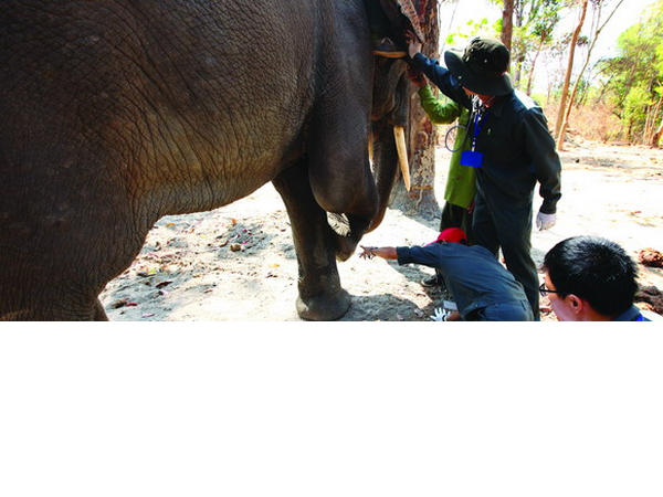 Central Highland elephants need urgent protection  - ảnh 1